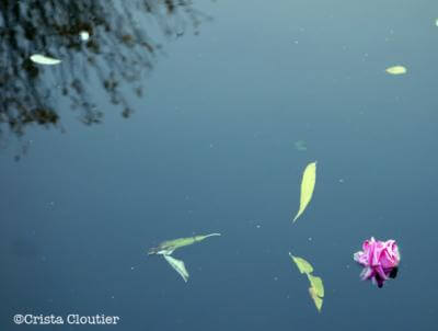 flowers floating in water